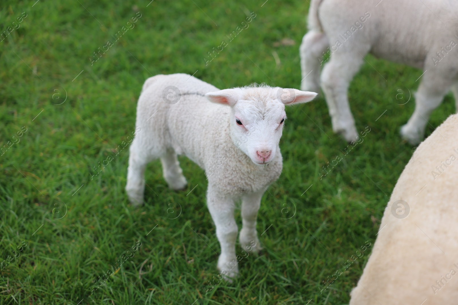 Photo of Cute white lamb on green grass outdoors