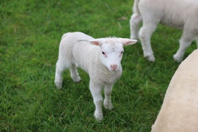 Photo of Cute white lamb on green grass outdoors