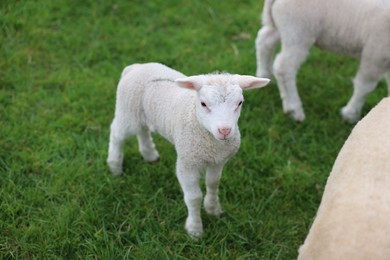 Cute white lamb on green grass outdoors