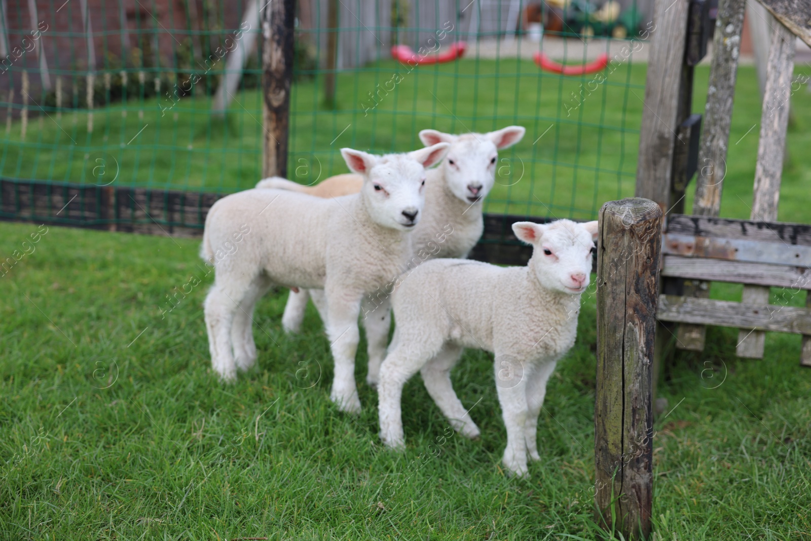 Photo of Cute white lambs near fence in farmyard