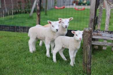 Photo of Cute white lambs near fence in farmyard