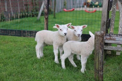 Cute white lambs near fence in farmyard