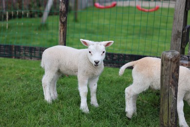 Photo of Cute white lambs near fence in farmyard