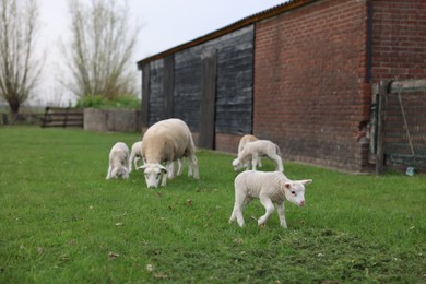 Photo of Beautiful sheep with cute lambs in farmyard