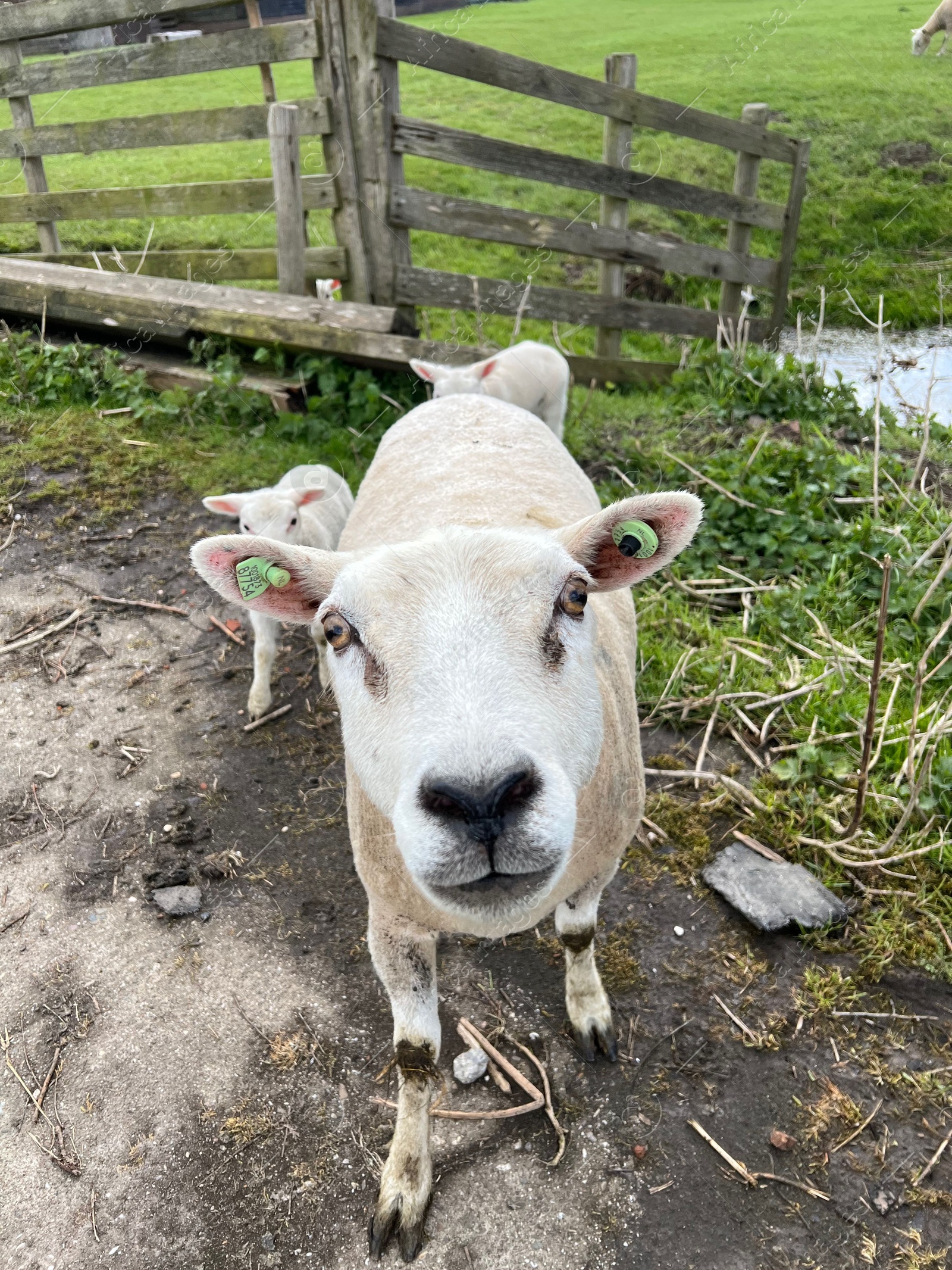 Photo of Cute funny sheep with lambs in countryside