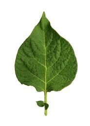 Photo of Green potato plant leaf isolated on white