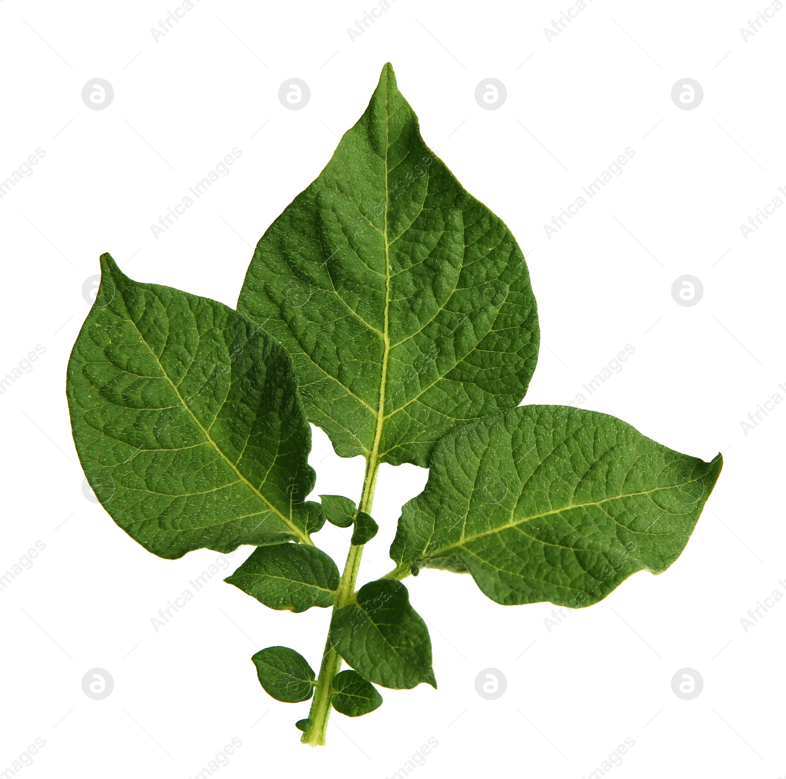 Photo of Green potato plant leaves isolated on white