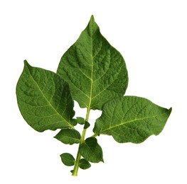 Photo of Green potato plant leaves isolated on white