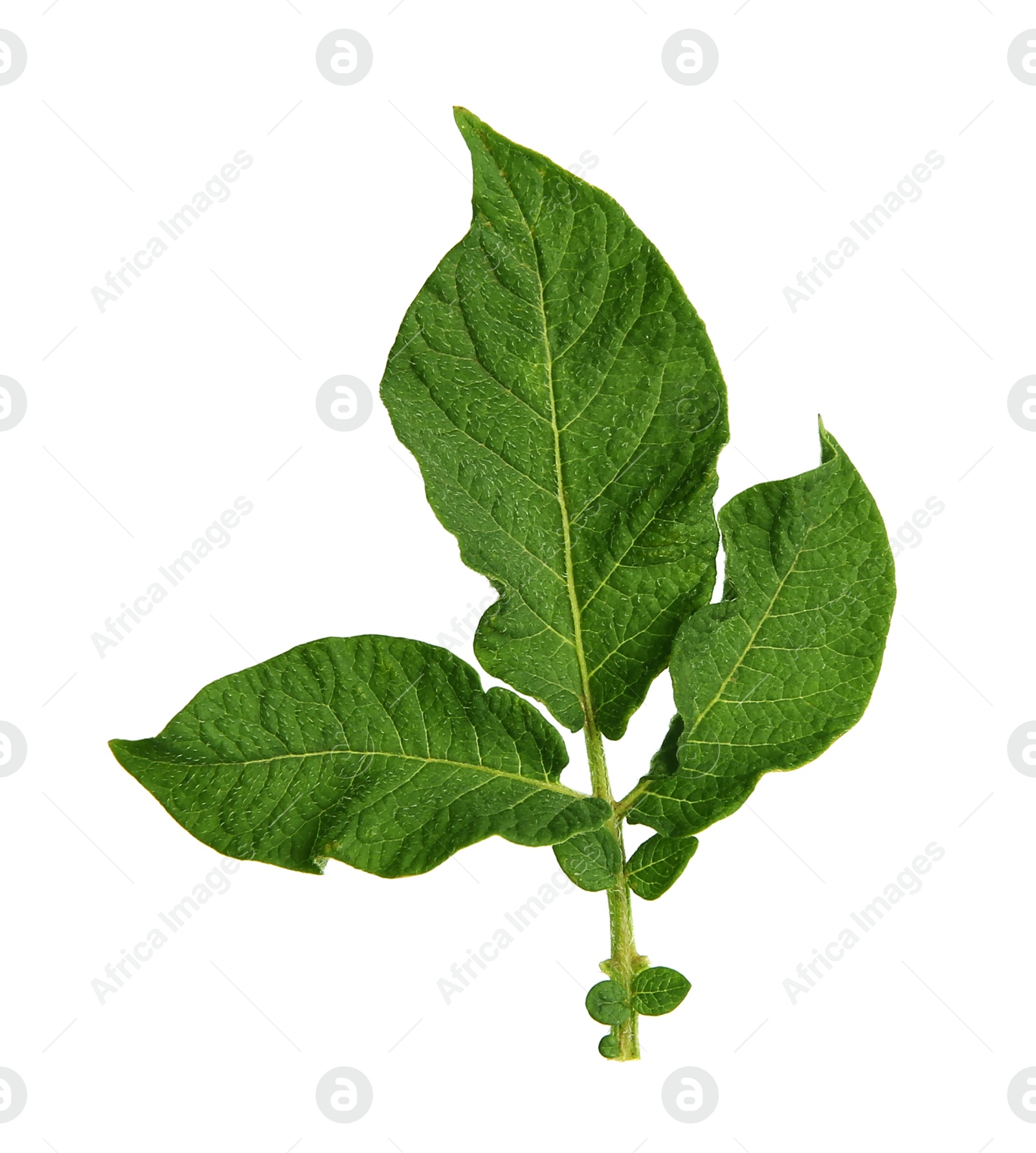 Photo of Green potato plant leaves isolated on white