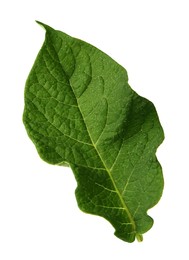 Green potato plant leaf isolated on white