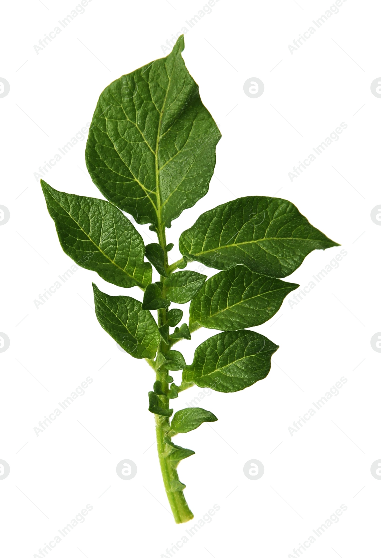 Photo of Green potato plant leaves isolated on white