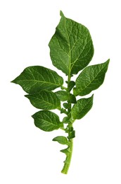 Green potato plant leaves isolated on white