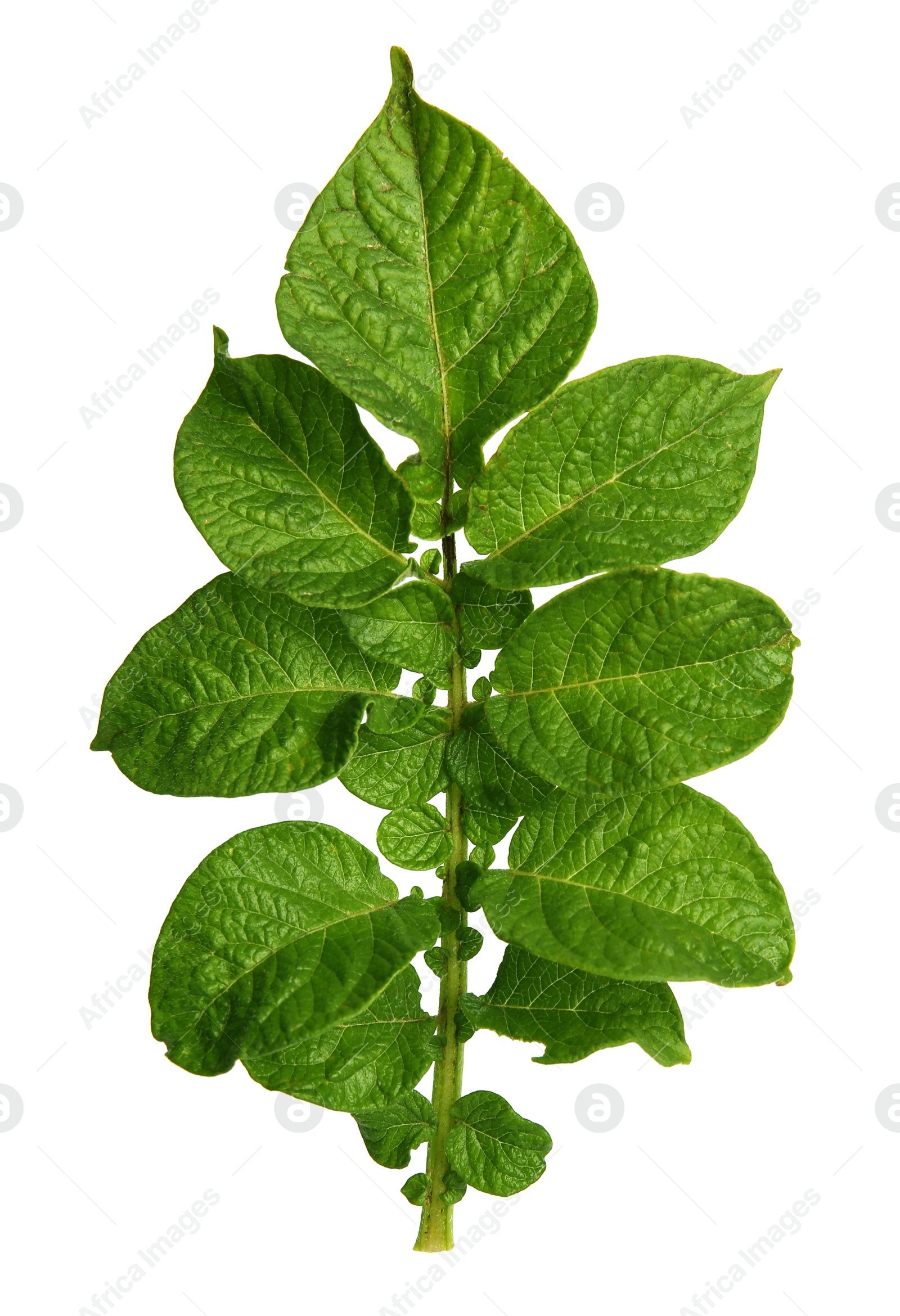 Photo of Green potato plant leaves isolated on white