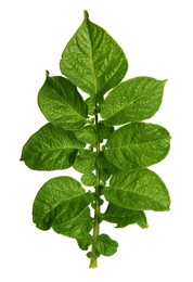 Green potato plant leaves isolated on white