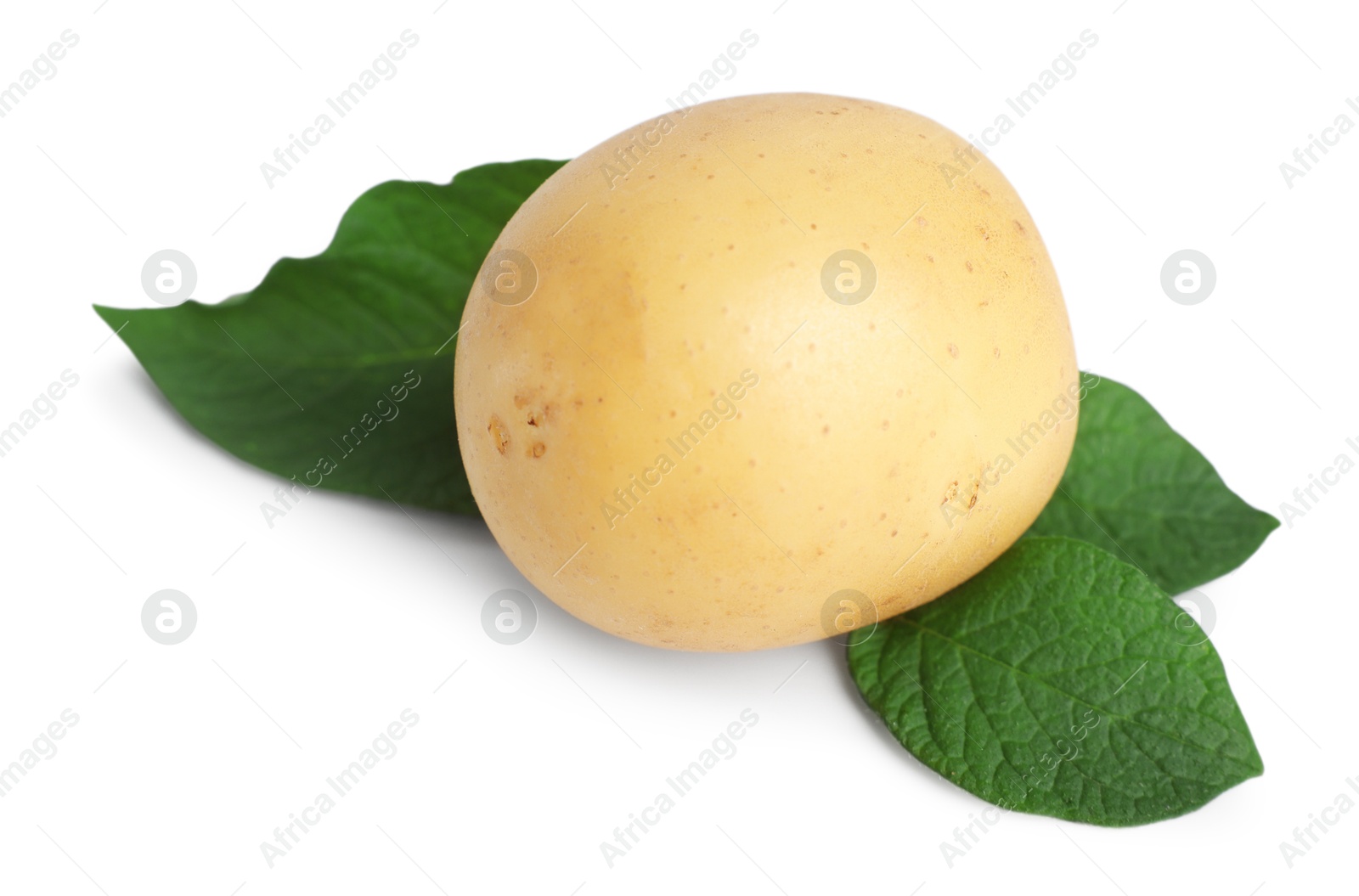 Photo of Fresh raw potato and green leaves isolated on white