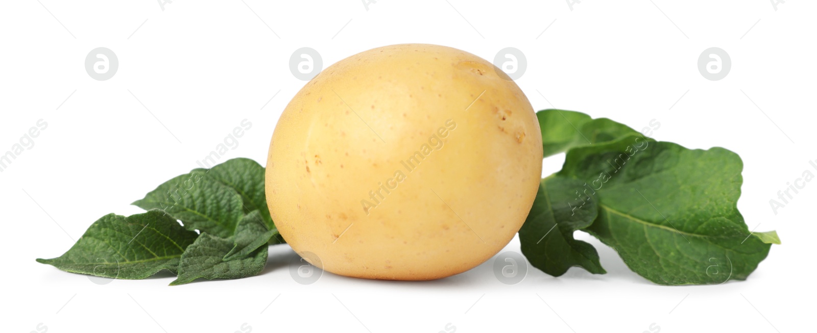 Photo of Fresh raw potato and green leaves isolated on white