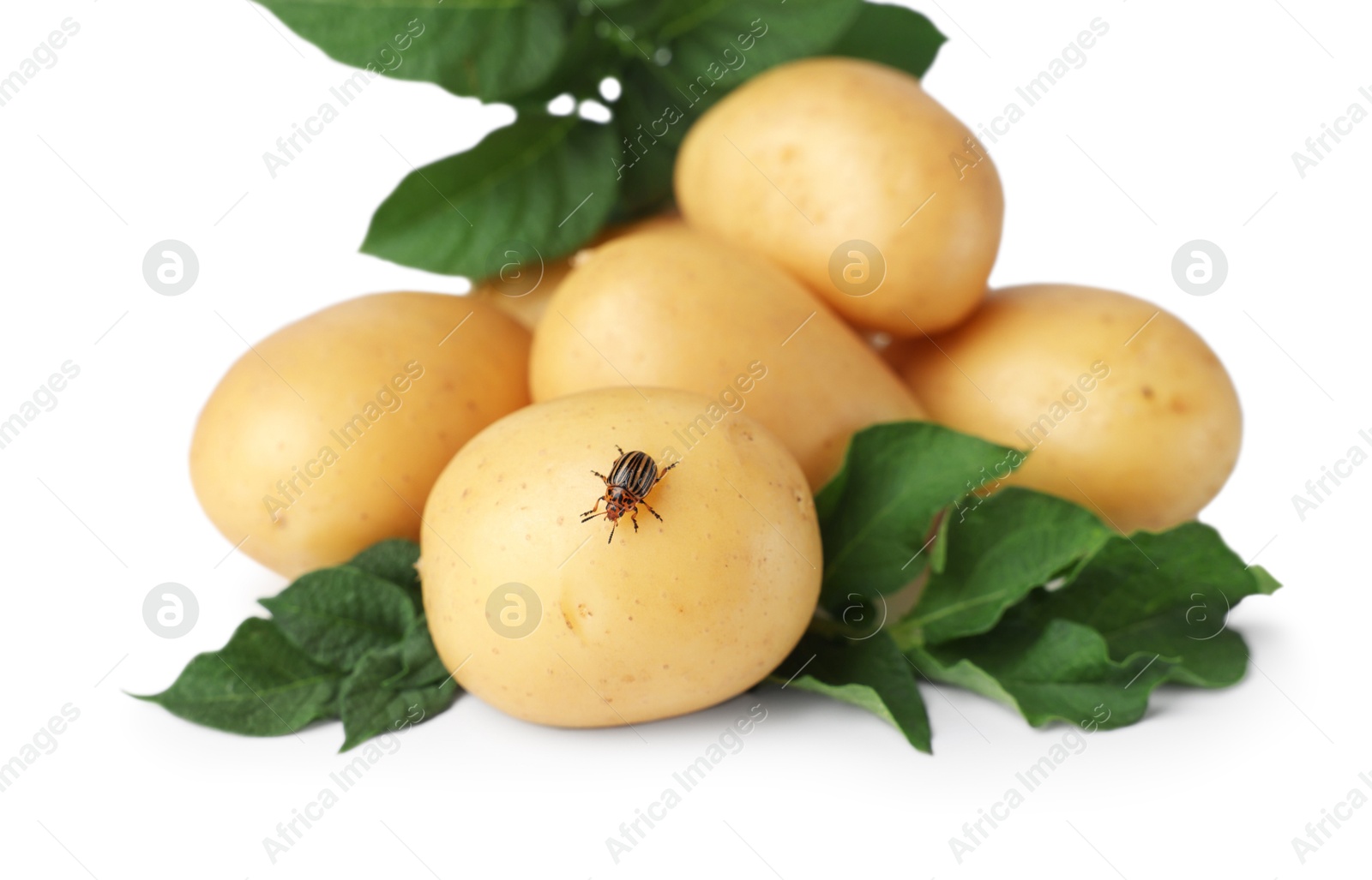 Photo of Fresh raw potatoes and green leaves isolated on white