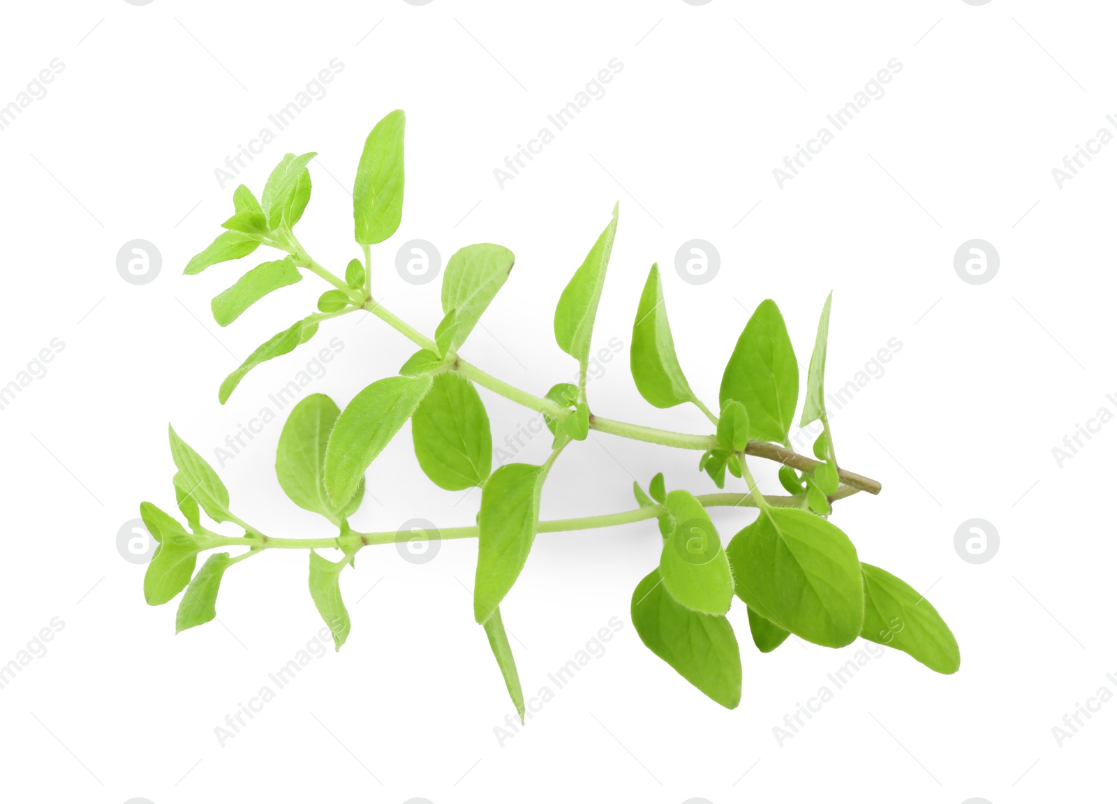 Photo of Sprig of fresh green oregano isolated on white