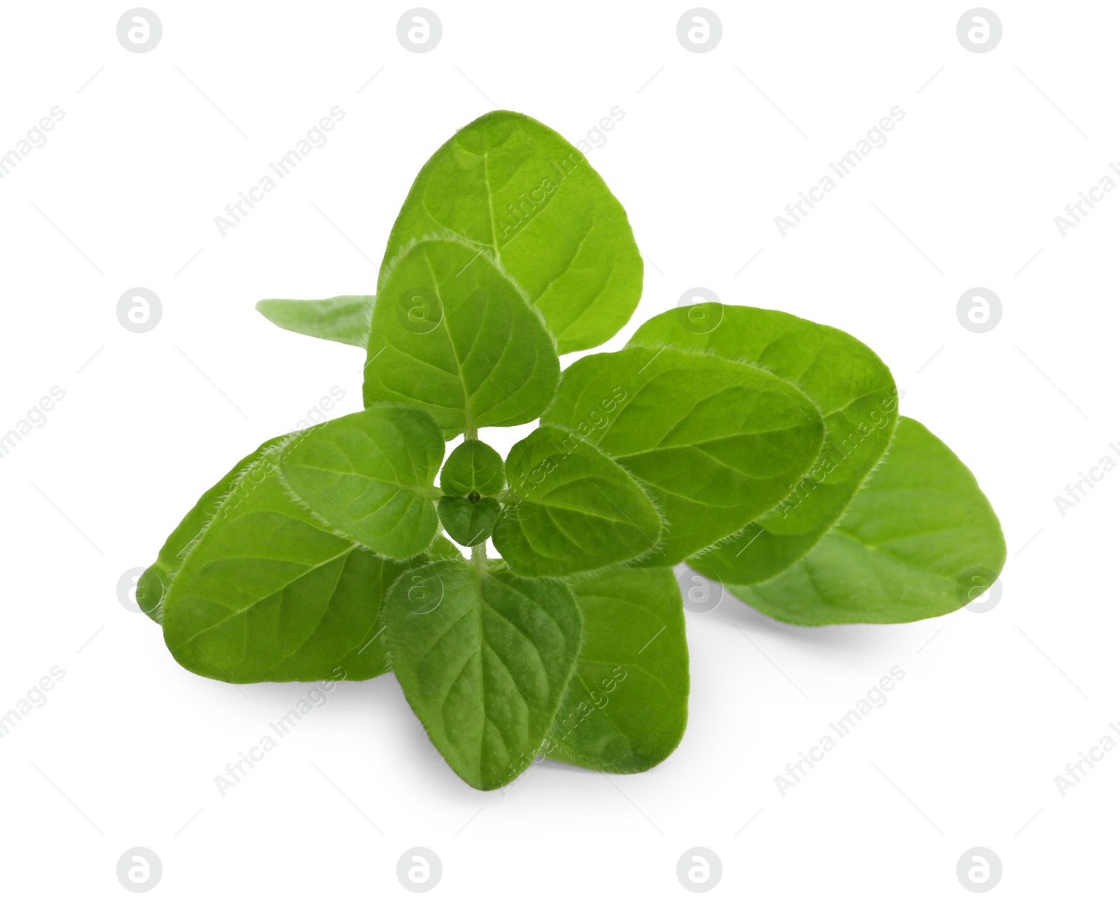 Photo of Sprig of fresh green oregano isolated on white