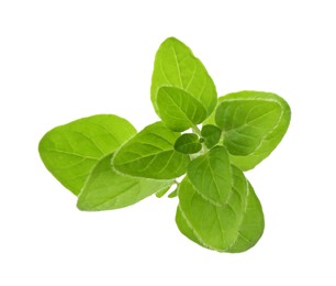 Photo of Sprig of fresh green oregano isolated on white