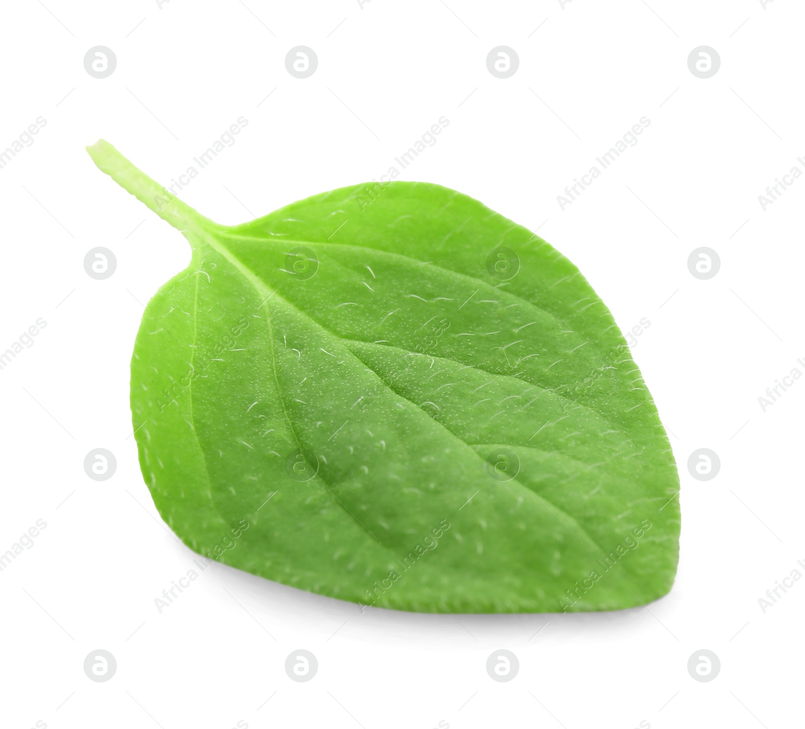 Photo of Fresh green oregano leaf isolated on white