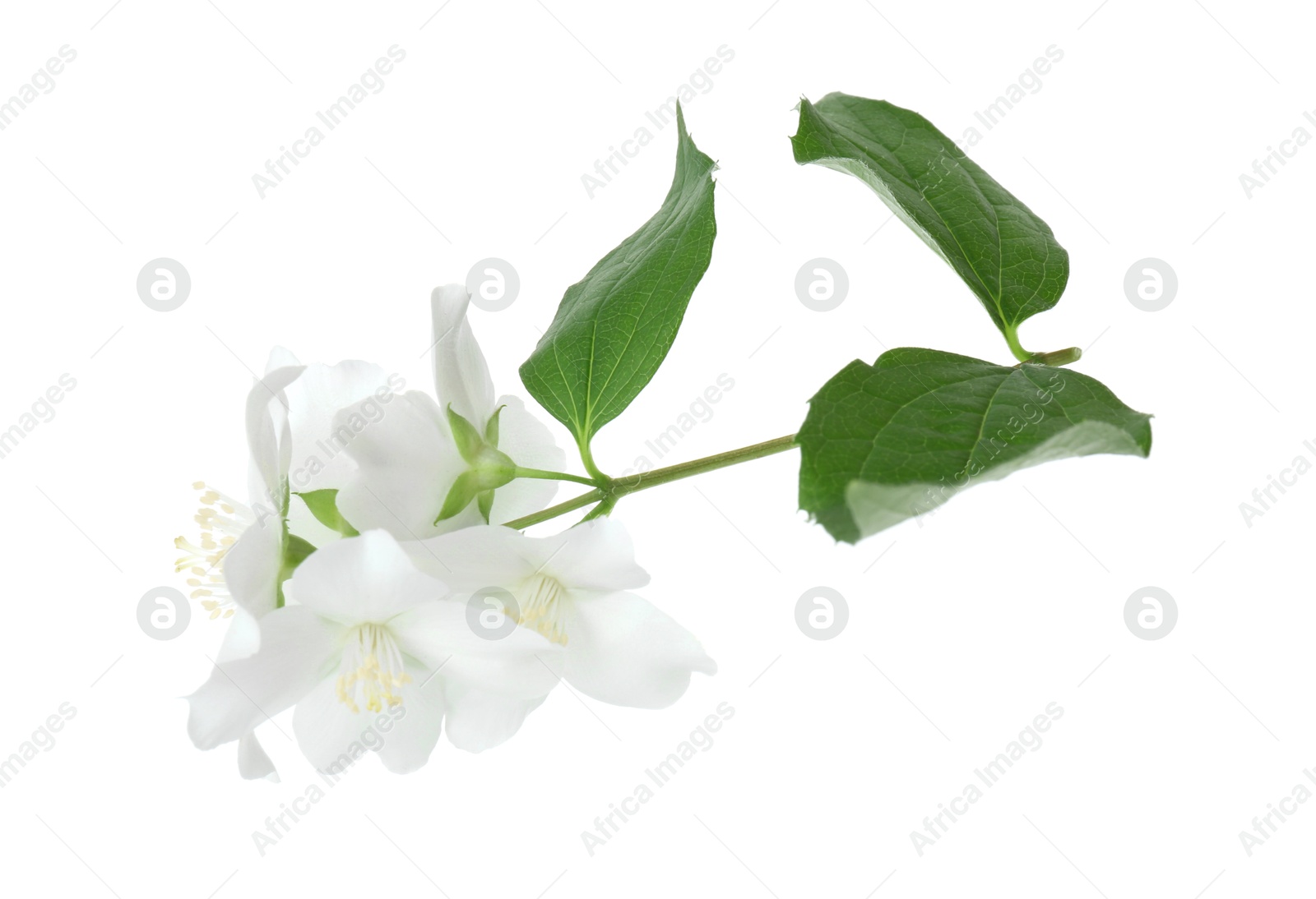 Photo of Branch of jasmine flowers and leaves isolated on white