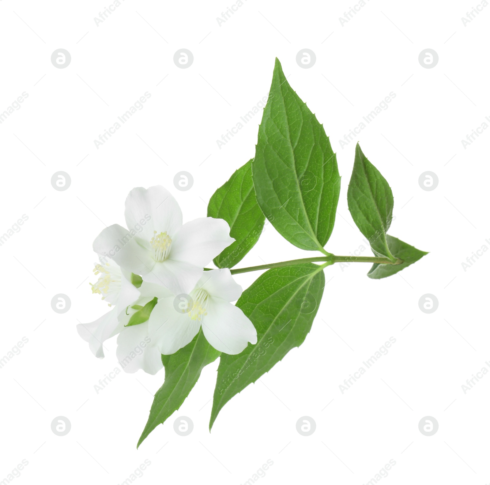 Photo of Branch of jasmine flowers and leaves isolated on white