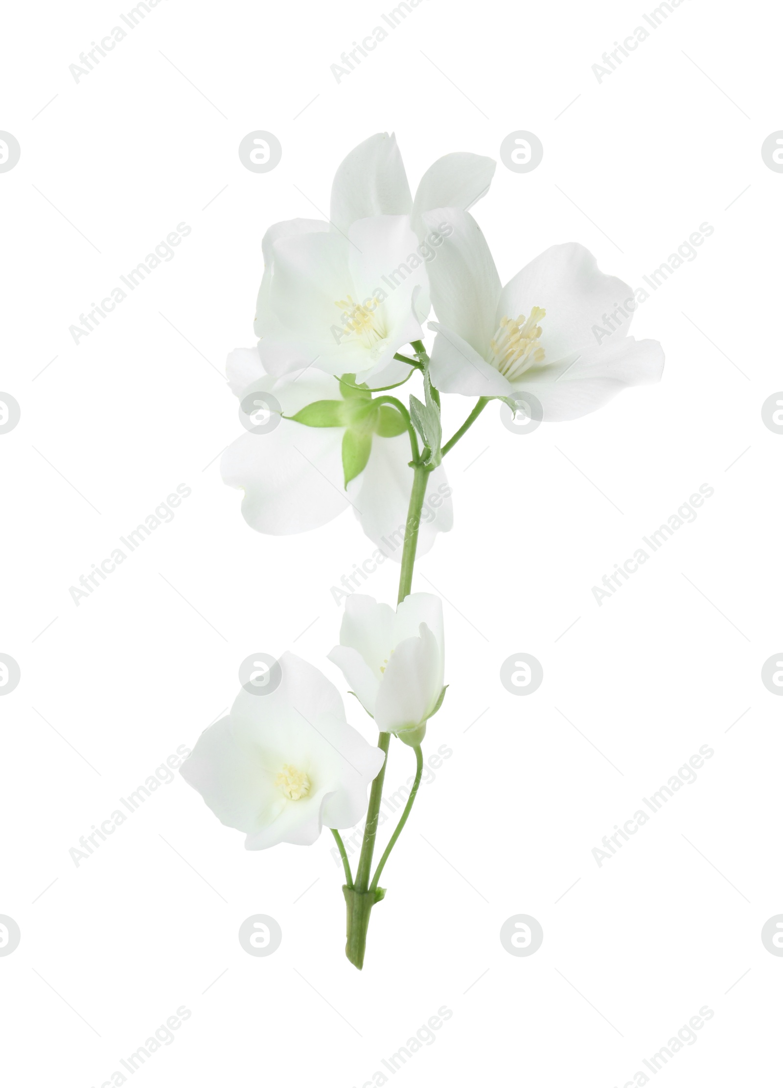 Photo of Branch of jasmine flowers isolated on white