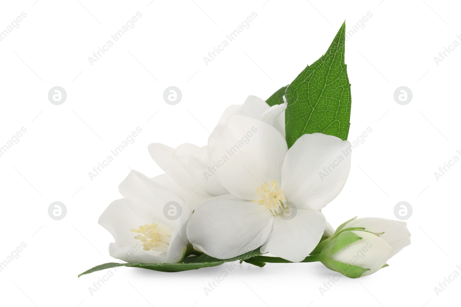 Photo of Branch of jasmine flowers and leaves isolated on white