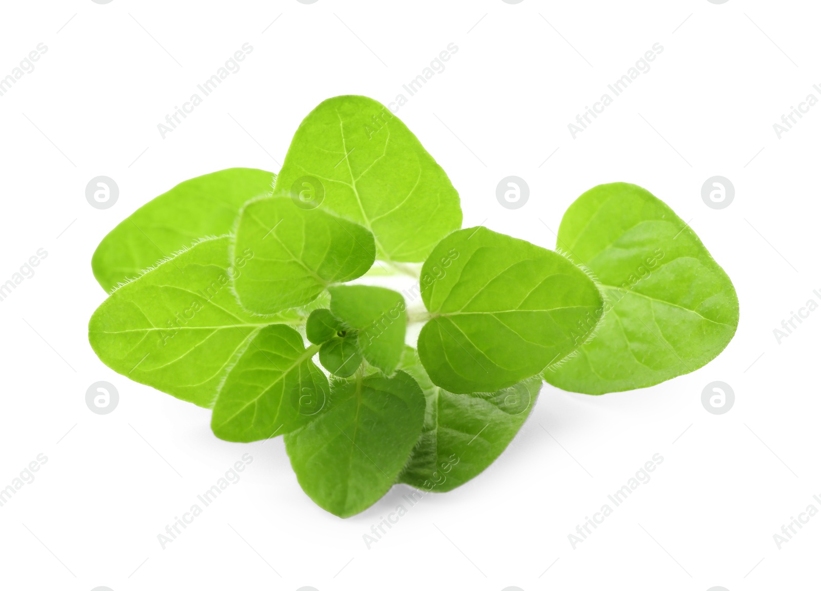 Photo of Sprig of fresh green oregano isolated on white