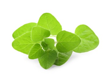 Sprig of fresh green oregano isolated on white