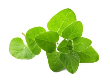 Sprig of fresh green oregano isolated on white