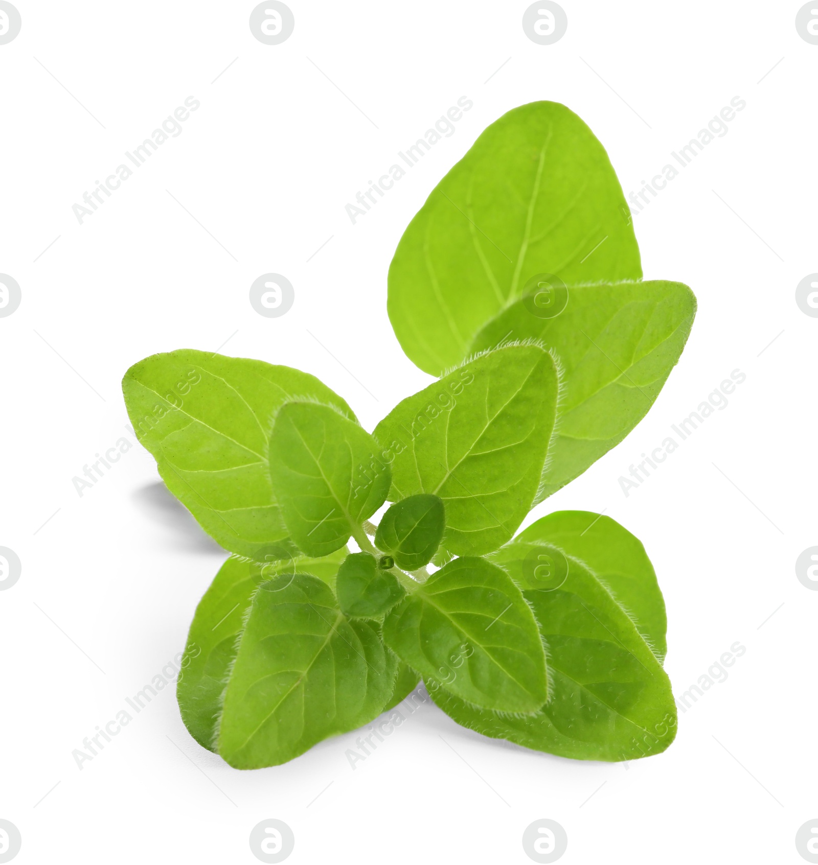 Photo of Sprig of fresh green oregano isolated on white