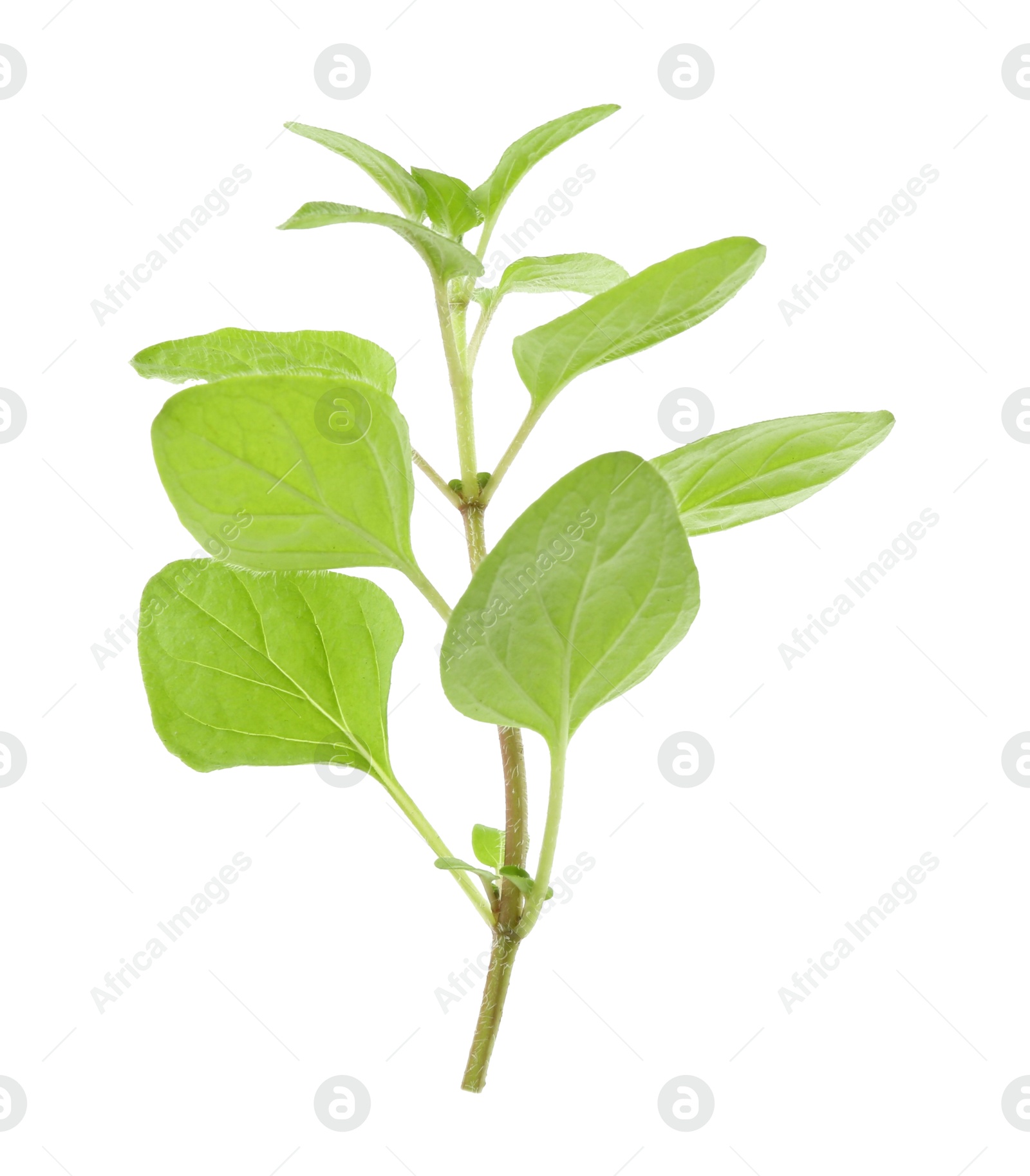 Photo of Sprig of fresh green oregano isolated on white