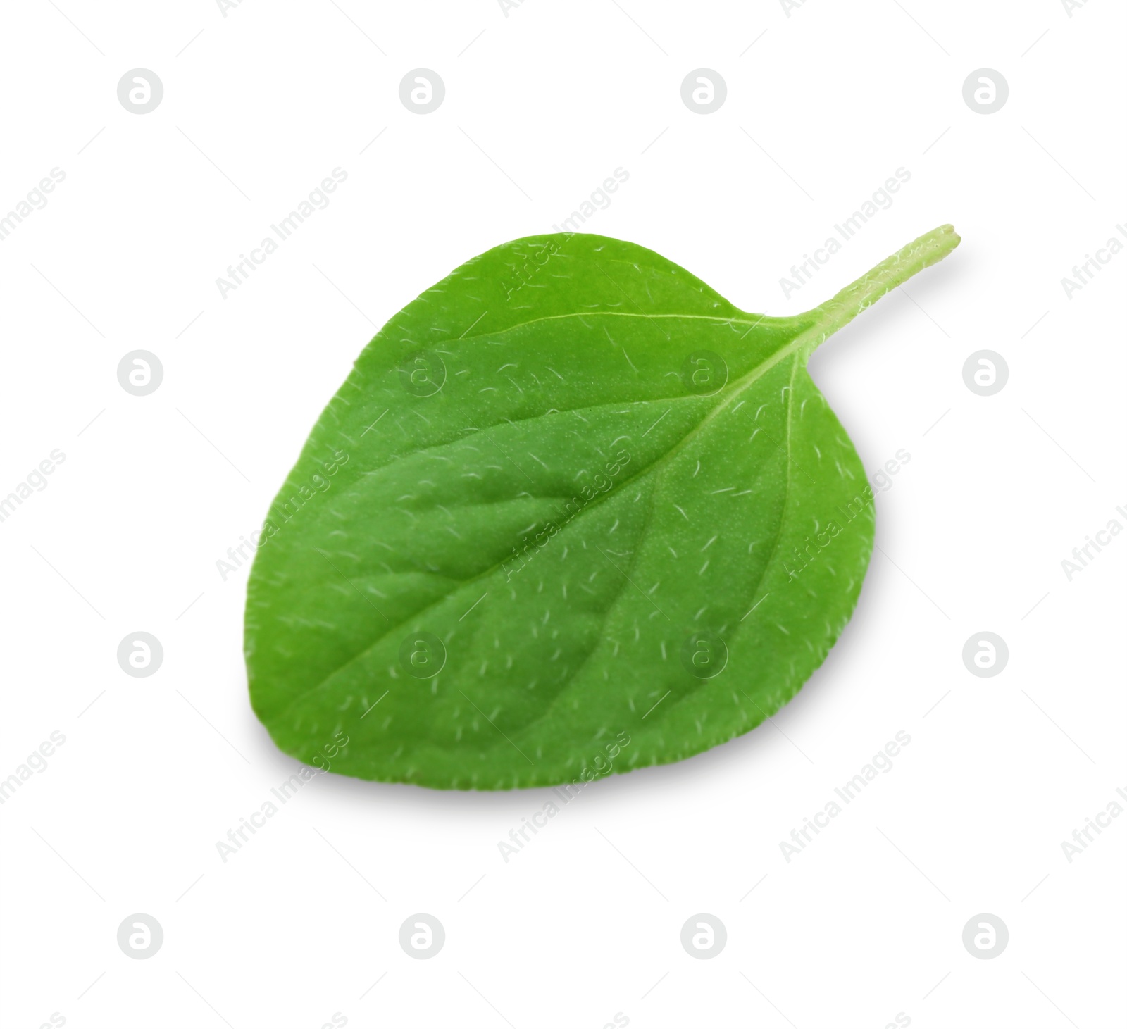 Photo of Fresh green oregano leaf isolated on white