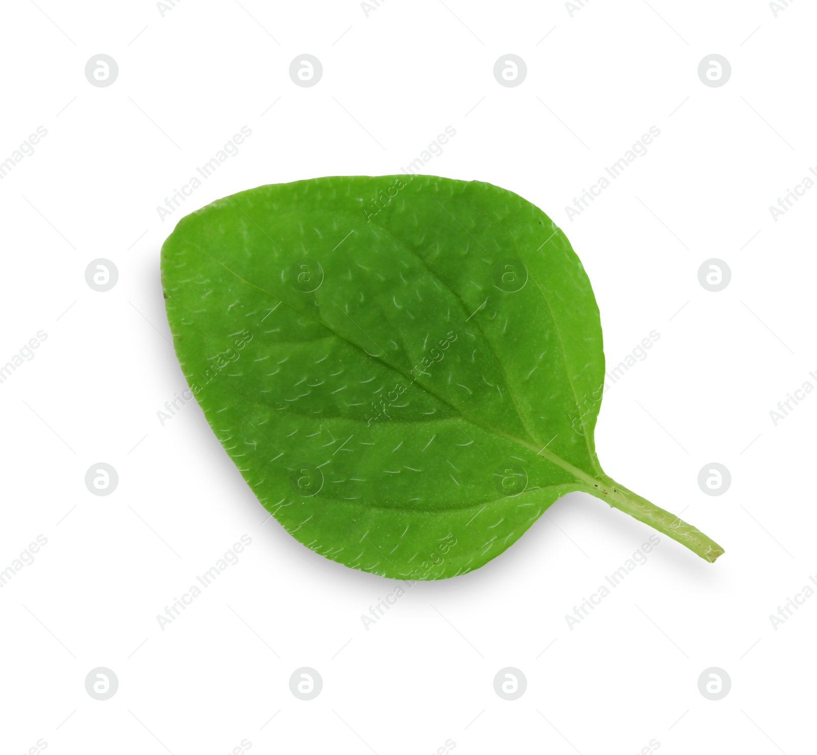 Photo of Fresh green oregano leaf isolated on white, top view