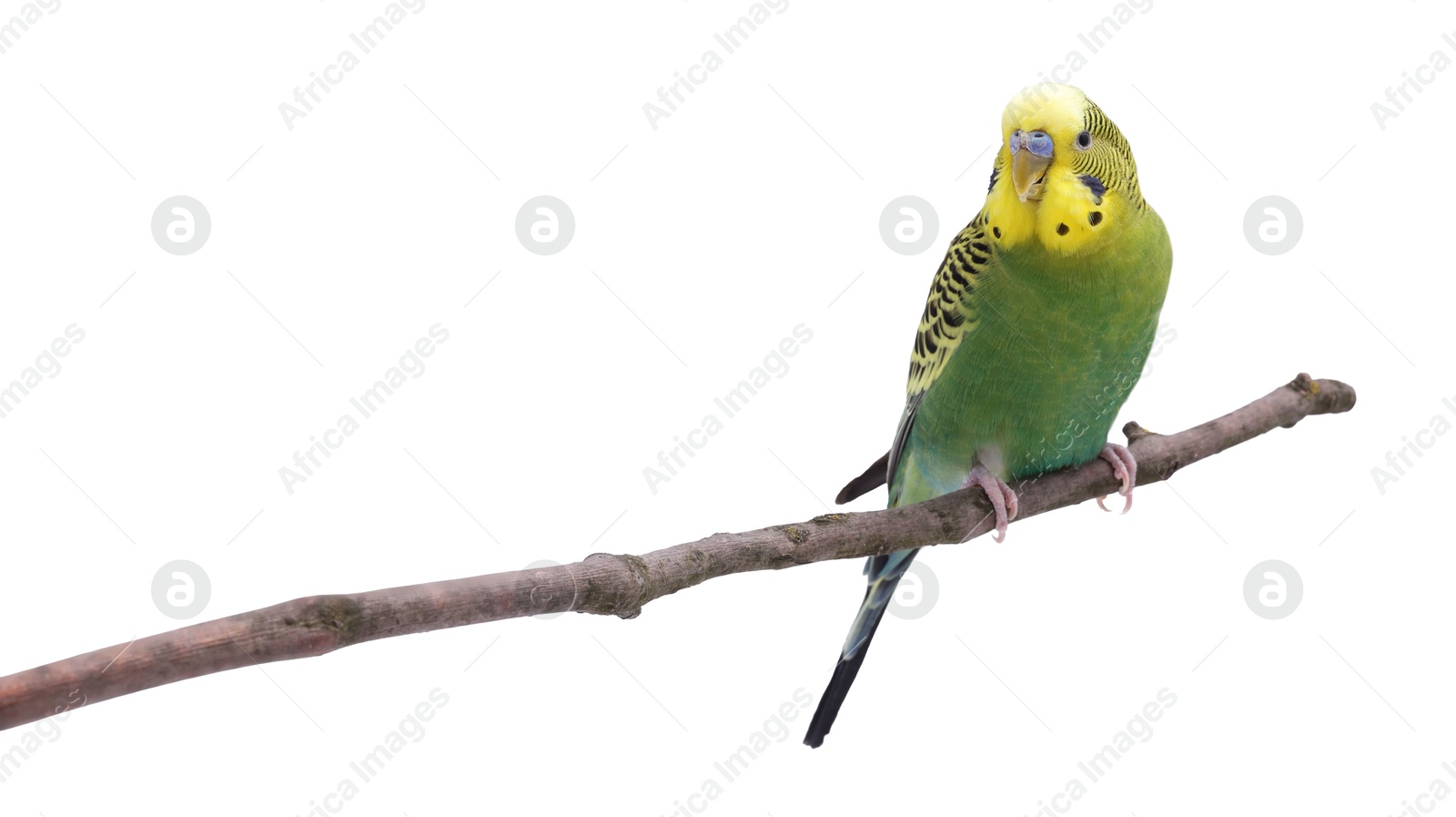 Photo of Bright parrot on tree branch against white background. Exotic pet