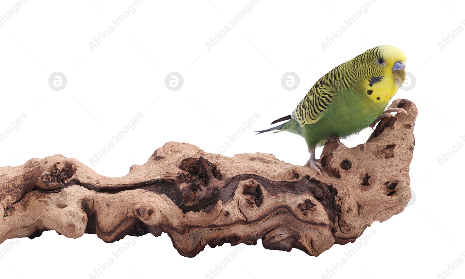 Photo of Bright parrot on wooden snag against white background. Exotic pet