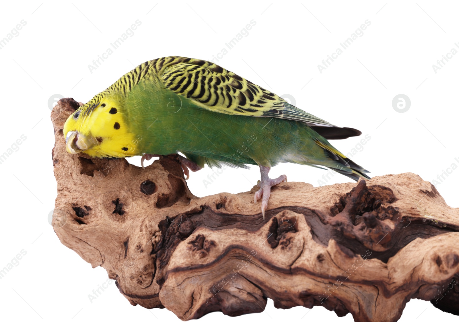 Photo of Bright parrot on wooden snag against white background. Exotic pet