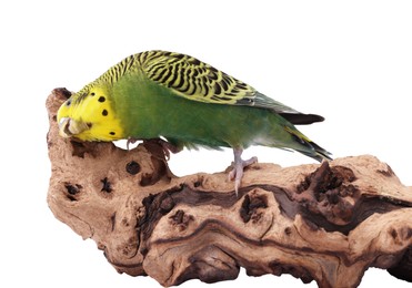 Photo of Bright parrot on wooden snag against white background. Exotic pet