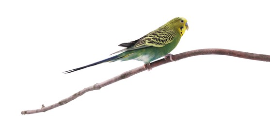 Bright parrot on tree branch against white background. Exotic pet