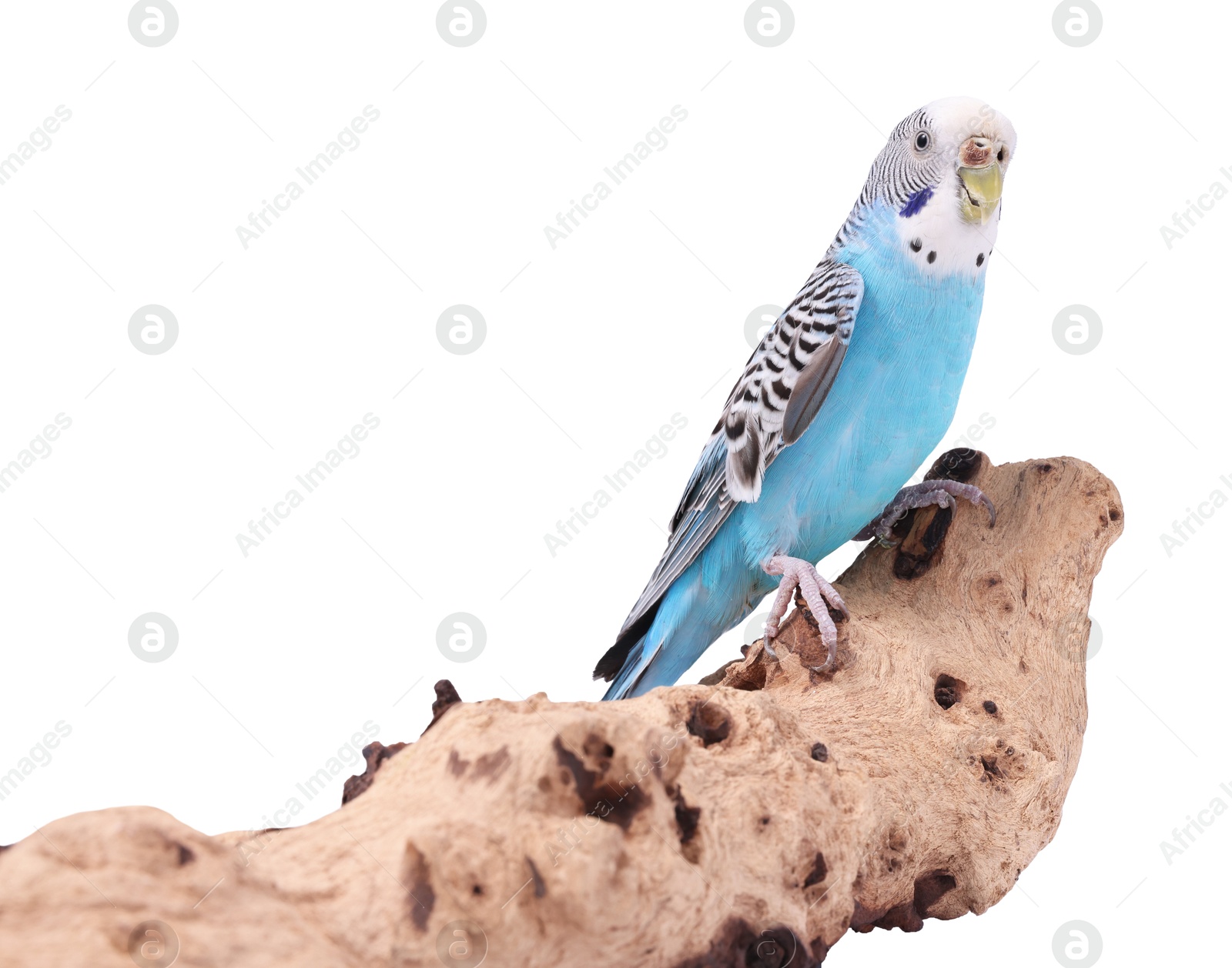 Photo of Bright parrot on wooden snag against white background. Exotic pet