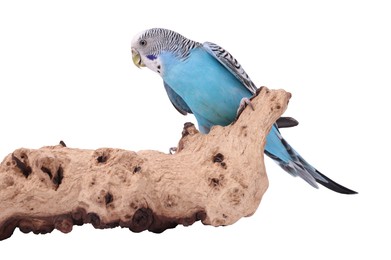 Photo of Bright parrot on wooden snag against white background. Exotic pet