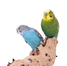 Photo of Bright parrots on wooden snag against white background. Exotic pets