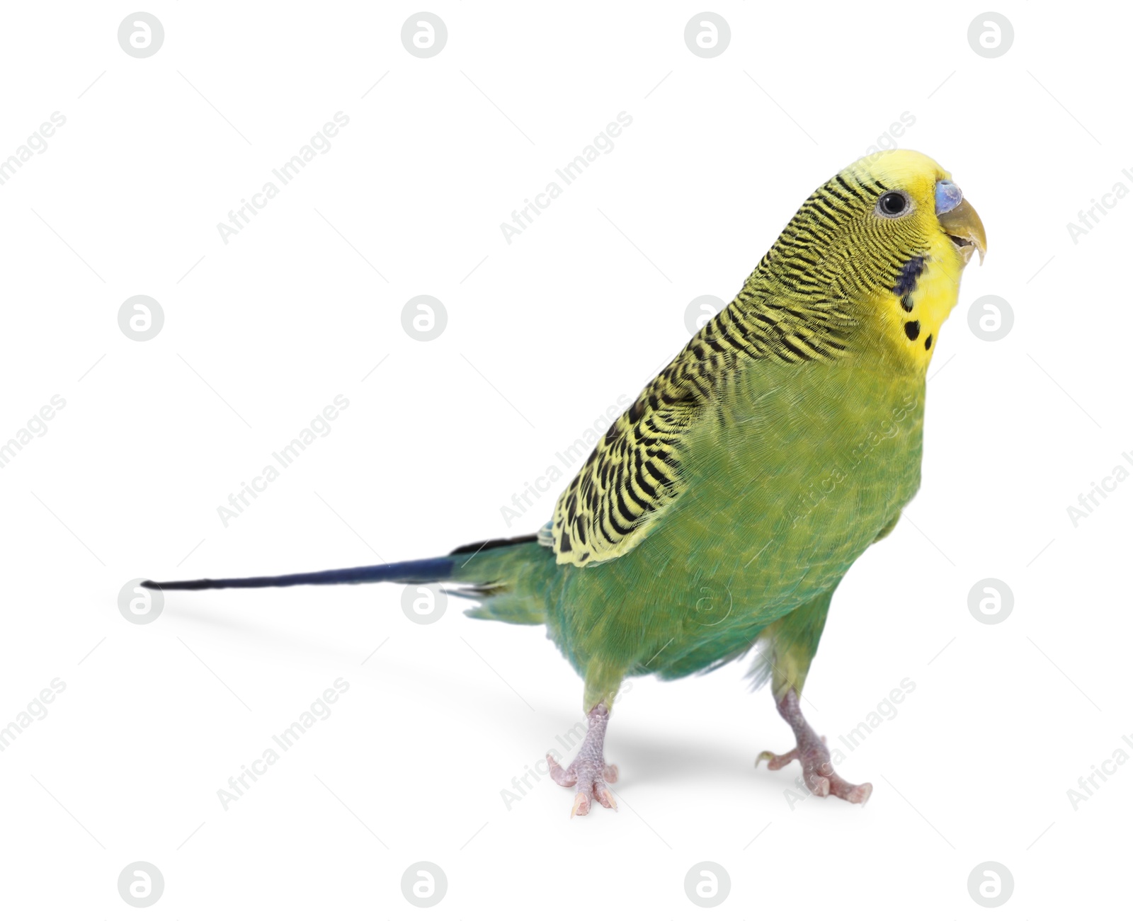 Photo of Beautiful bright parrot on white background. Exotic pet