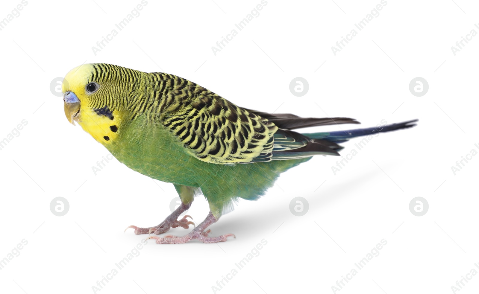 Photo of Beautiful bright parrot on white background. Exotic pet