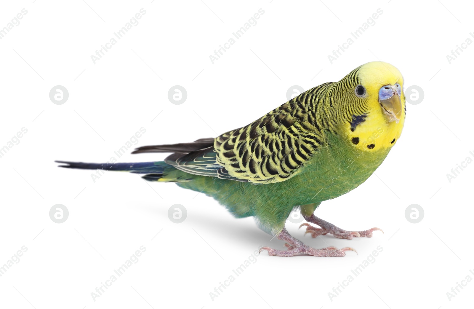 Photo of Beautiful bright parrot on white background. Exotic pet