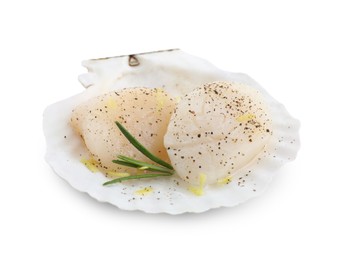 Raw scallops with lemon zest, rosemary, pepper and shell isolated on white