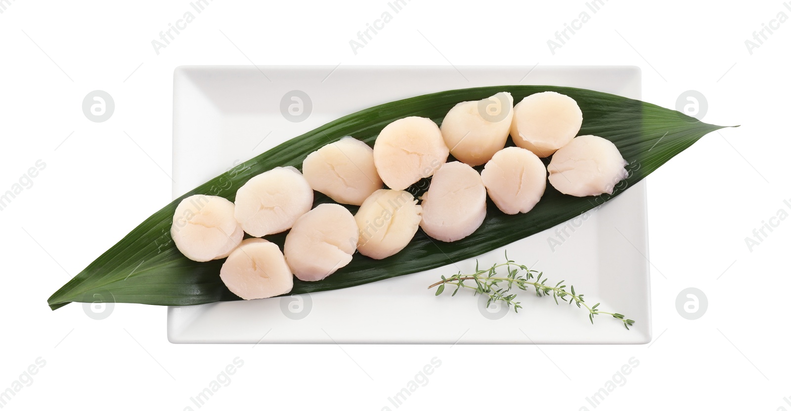 Photo of Fresh raw scallops and thyme isolated on white, top view