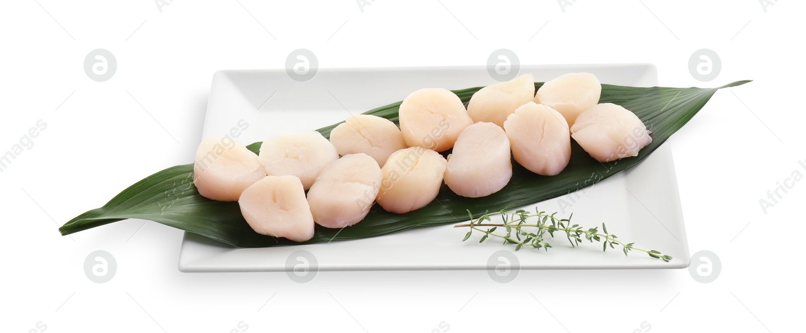 Photo of Fresh raw scallops and thyme isolated on white